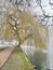 Willow tree on foggy frosty winters day