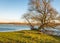 Willow tree with irregularly shaped bare branches