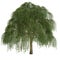 Willow Tree Isolated