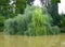 Willow tree with long green branches partially submerged in the river