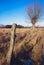 Willow tree on a meadow