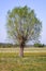 Willow tree on a meadow