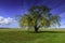 Willow Tree with new Spring Growth near daffodil fields