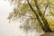 Willow tree over the Dniper river in autumn