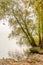 Willow tree over the Dniper river in autumn