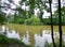 Willow tree partially submerged in the murky water