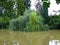 Willow tree partially submerged in the swollen river