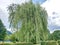 Willow tree in the summer - Baia Mare city, Romania