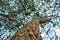 Willow tree trunk, branches, foliage