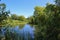 Willow trees and cattails on the banks of a scummy pond in Nova Scotia