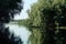 Willow trees at the entrance to a lagoon in the Danube Delta.