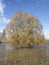 Willow Trees in Flood Water