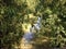 Willow Trees Hang Over a Canal