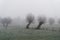 Willow trees on a meadow on a foggy winter morning