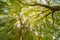 Willow trees, wide angle