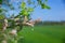 Willow twig with fluffy seeds on blurred spring background