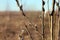 Willow twigs with furry willow buds foreground closeup in the sp