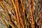 Willow twigs prepared as a decoration for the Easter holidays. more species of willow red, yellow, brown bark