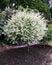 Willow with variegated leaves in spring