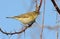 Willow warbler