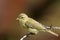 Willow Warbler