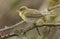 Willow Warbler