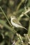 Willow Warbler on the branch / Phylloscopus trochilus