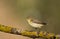 Willow Warbler on a Lichen Wood