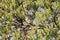 A willow warbler perched in a tree