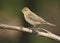 Willow warbler (Phylloscopus trochilus)