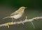 Willow warbler (Phylloscopus trochilus)