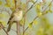 Willow Warbler (Phylloscopus trochilus)