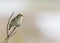 A willow warbler Phylloscopus trochilus perched on a branch and singing.With a beautiful clean brown colored background.