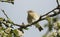 A Willow Warbler Phylloscopus trochilus perched in a tree.