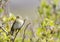 A willow warbler Phylloscopus trochilus showing its territory by singing loud on a branch. In a bright green background with lea