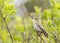 A willow warbler Phylloscopus trochilus showing its territory by singing loud on a branch. In a bright green background with lea