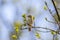 Willow Warbler sitting on a branch