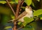 Willow Warbler sitting in bushes