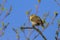 A Willow Warbler sitting on a twig