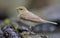 Willow warbler standing near a waterpond in spring plumage