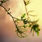 Willow white branch with catkins