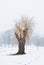 Willow winter tree