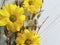 Willow yellow flowers on a wooden season plant happy celebration decor, card greeting concept