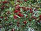 Willowleaf cotoneaster bush with red berries and green leaves