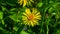 Willowleaf yellowhead or Inula salicina aspera flower macro, selective focus, shallow DOF