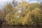 Willows along the Charles river