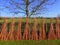 Willows canes drying against a fence