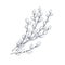 Willows, catkins, retro botanical drawing. Spring pussy plant drawn in vintage engraved style. Contoured outlined Salix