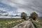 Willows on a dirt road on a rainy day