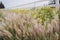 Willows with Flower Field and White Fence